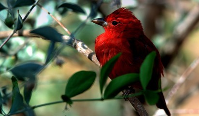 Red Bird