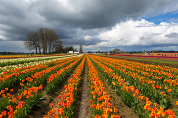 Rows of Colorful Tulips at Festival in Woodburn Oregon Spring season