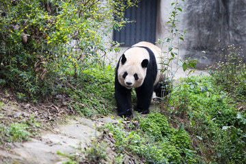 panda in park