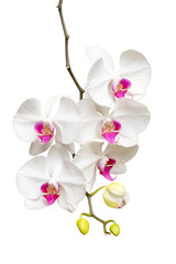 Fototapeta na wymiar blooming white and pink orchid branch