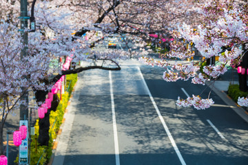 桜の通り