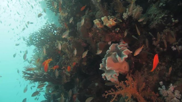 anthias covering the coral reef