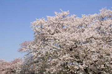 桜の花と空