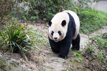 Obraz premium panda in park