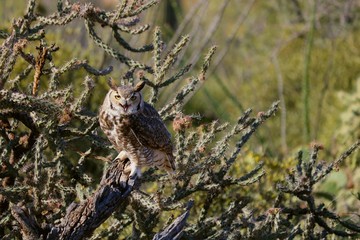 Grey owl sitting on cactus branch
