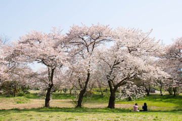 花見