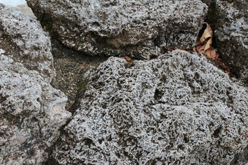 Porous volcanic rocks background
