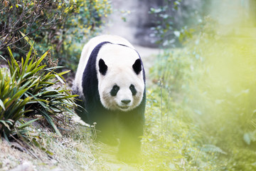 Plakat panda in park