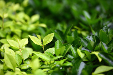 Fototapeta na wymiar Fresh Green leaves with raindrops