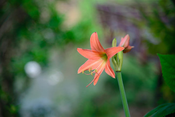 Pink Hippeastrum Amaryllis flower in the garden.