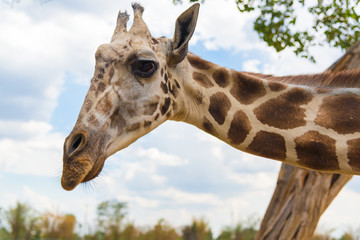 Giraffe walking in park, head and neck.
