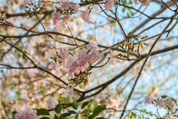 Pink tabebuia rosea blossom cherry flowers in the summer of thailand. Soft focus tabebuia.