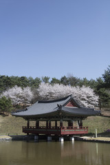 Beautiful  Cherry Blossom