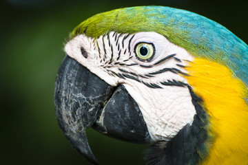 Blue and yellow macaw