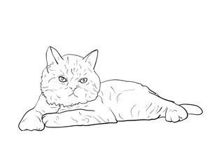 Adorable lying persian cat isolated on white background