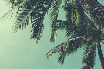 Coconut palm trees tropical background, vintage