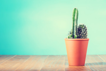 Cactus plant in flowerpot