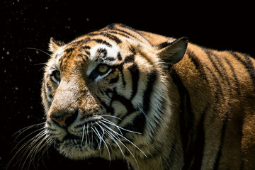   Portrait of a  tiger alert and staring at the camera
