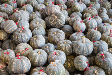 Fototapeta na wymiar group of green pumpkin for the background