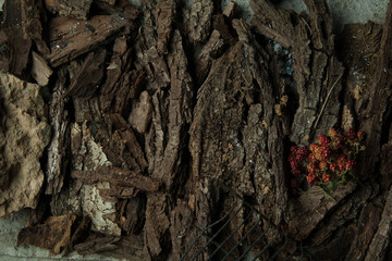 blackberry berries on a bark background of a tree