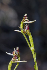 Parson's Bands (Eriochilus cucullatus)