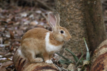 Brown Rabbits are in the wild in the dry season.