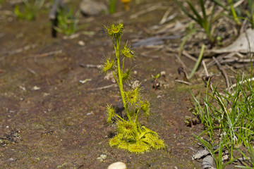 Tall Sundew (Drosera peltata) 