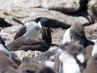 Imperial Shag, Phalacrocorax atriceps, feeding chicks in the nest, Sounders Island, Falkland Islands / Malvinas