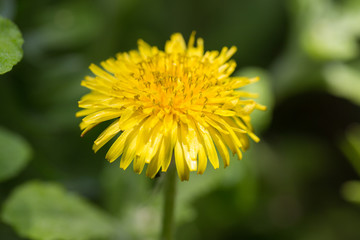Dandelion with morning dew