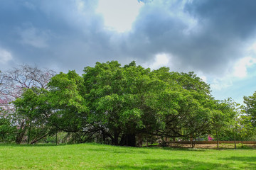 Obraz premium old big tree under colud and blue sky , Thailand