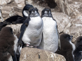 Rockhopper Penguin , Eudyptes chrysocome,  Sounders Island, Falkland Islands / Malvinas