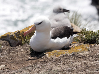 Black-browed Albatross, Thalassarche melanophrist, Sounders Island, Falkland Islands / Malvinas