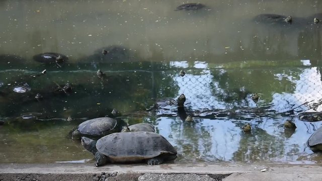 Turtles on the heap in natural water environment.