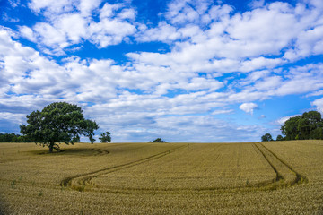 solitary tree in a cereal field