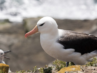 Black-browed Albatross, Thalassarche melanophrist, Sounders Island, Falkland Islands / Malvinas