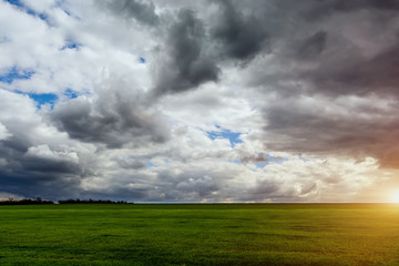 Naklejka na ściany i meble Beautiful rich wheat field before rain with dramatic clouds.