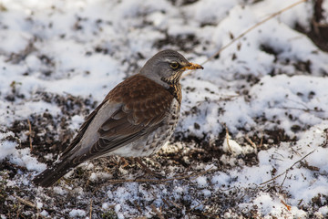 Fieldfare close up