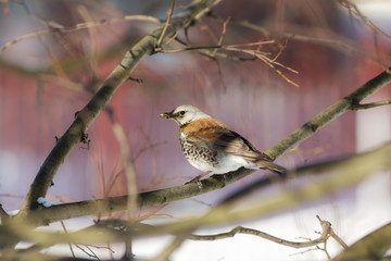 fieldfare on a tree branch