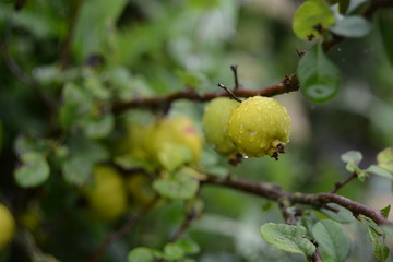 The dew on the cidonia