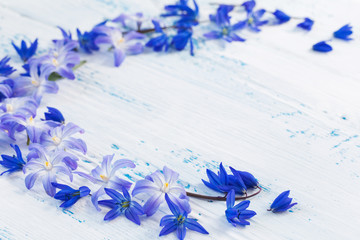blue snowdrops on white wooden background