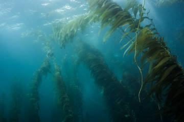 Underwater view of kelp forest in clear water
