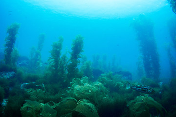 Naklejka na ściany i meble Wide View of Kelp Forest Underwater