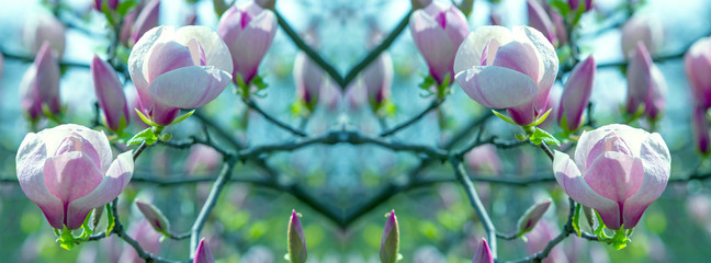  cover pink magnolia flower on a branch © lms_lms