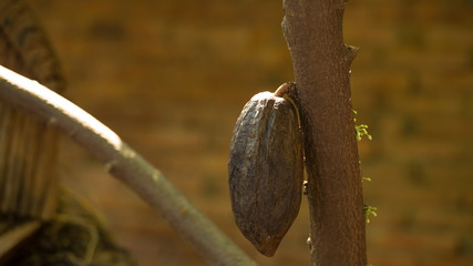 Obraz premium Cacao pods on tree, cacao farm tree