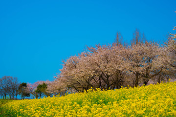 菜の花と桜