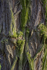  Old tree bark covered with moss