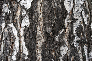 Birch bark background