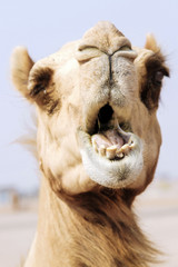 Camel eating (close up face) in a desert in the Middle east