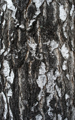 Birch bark background