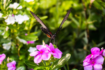 Butterfly sucking flower.